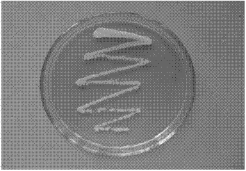 Burkholderia cepacia SD7 and culturing method and application thereof