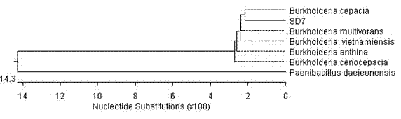 Burkholderia cepacia SD7 and culturing method and application thereof