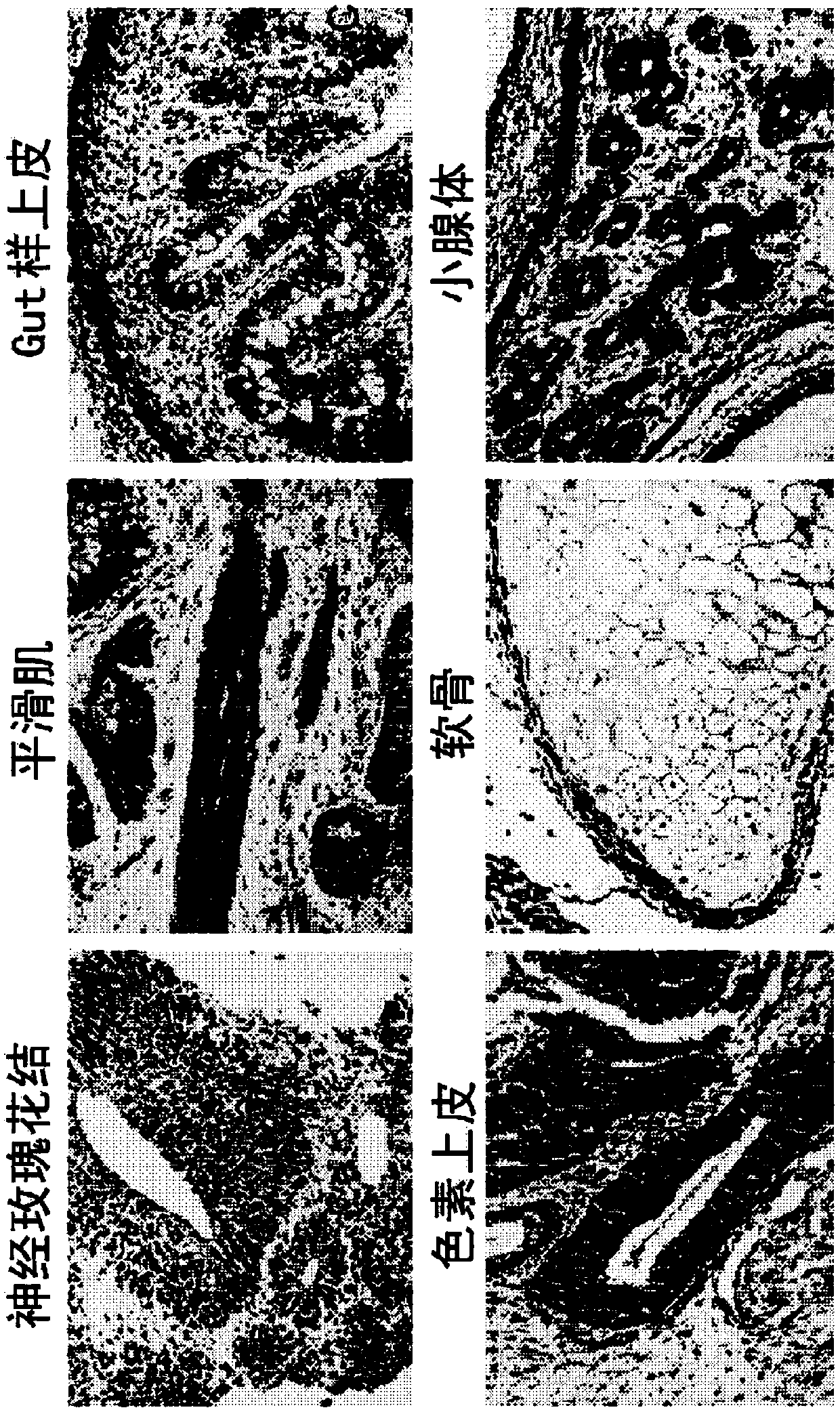 Method of generating induced pluripotent stem cells and differentiated cells