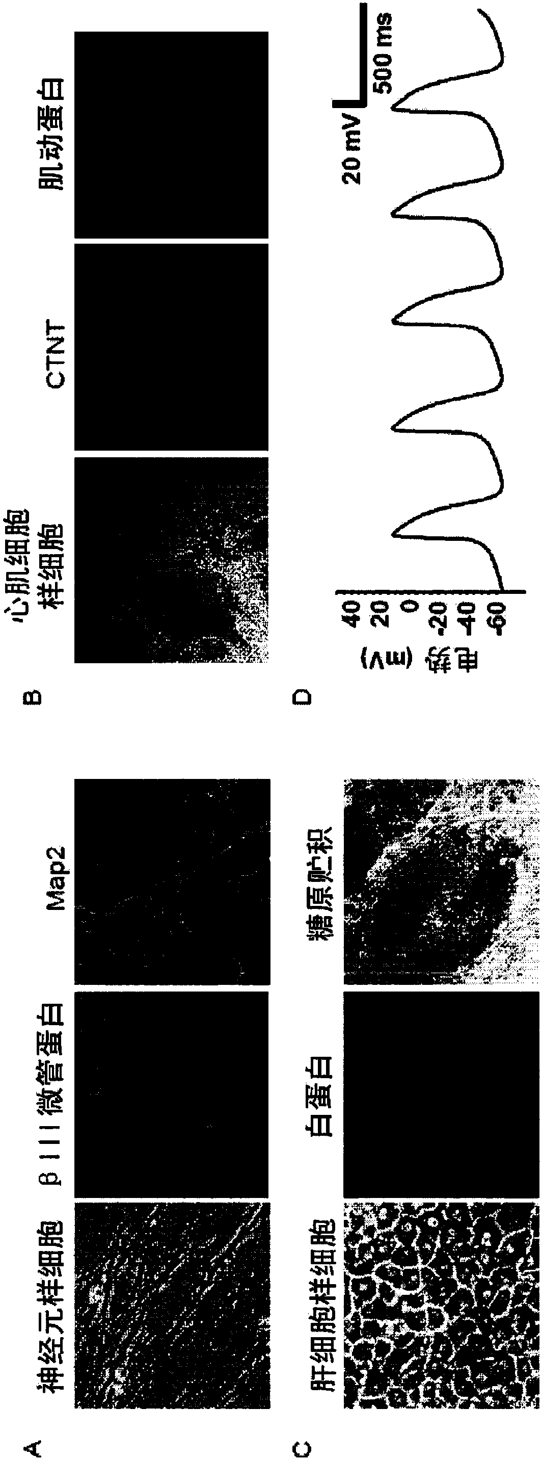 Method of generating induced pluripotent stem cells and differentiated cells