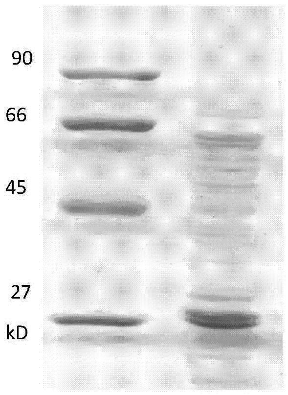 Bacillus thuringiensis strains, combined proteins and applications thereof