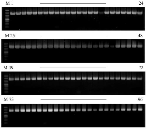 Aspergillus oryzae pcr detection primer and its application