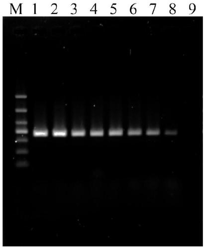 Aspergillus oryzae pcr detection primer and its application