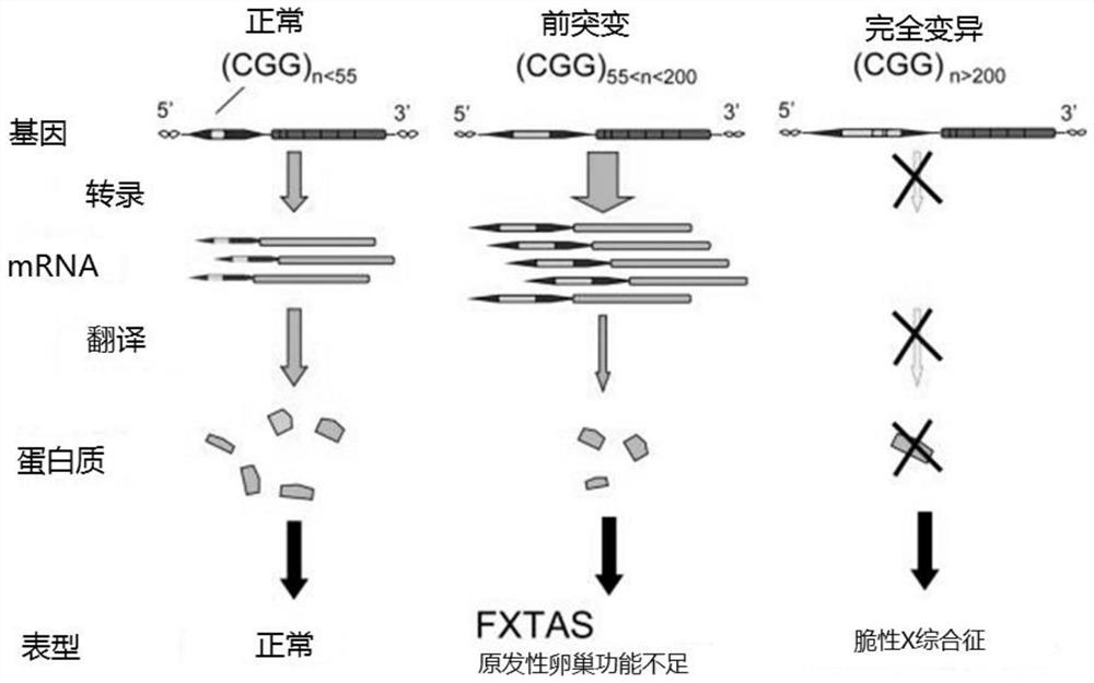 A kit for determining the number and position of agg insertions in the cgg repeat sequence of fmr1 gene and its application method