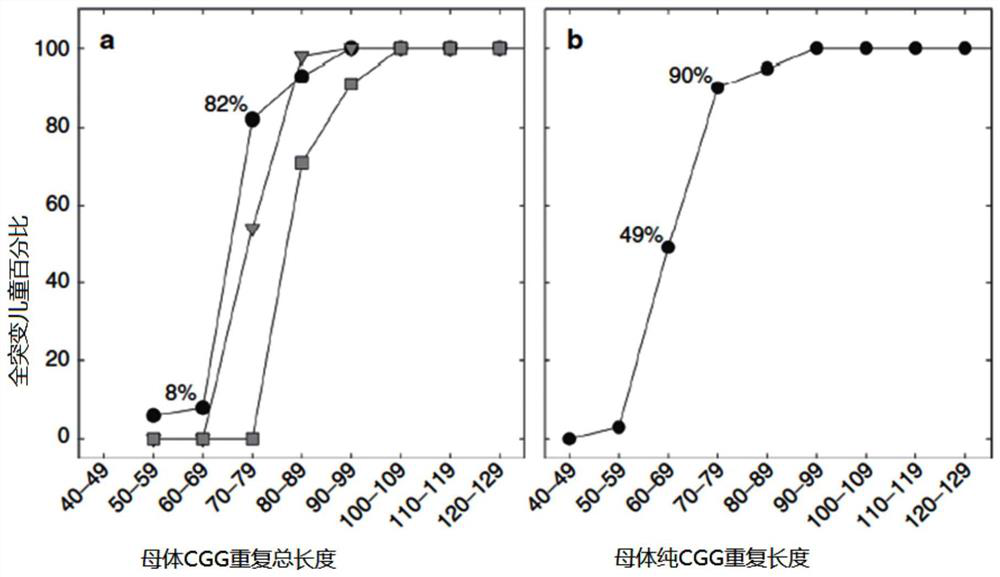 A kit for determining the number and position of agg insertions in the cgg repeat sequence of fmr1 gene and its application method