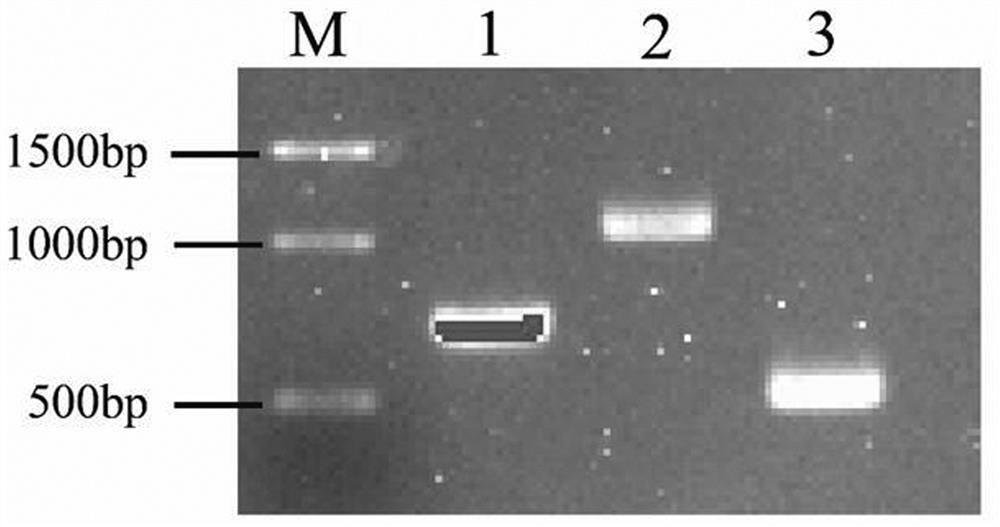 Avian pathogenic Escherichia coli triple PCR (polymerase chain reaction) identification kit and identification method