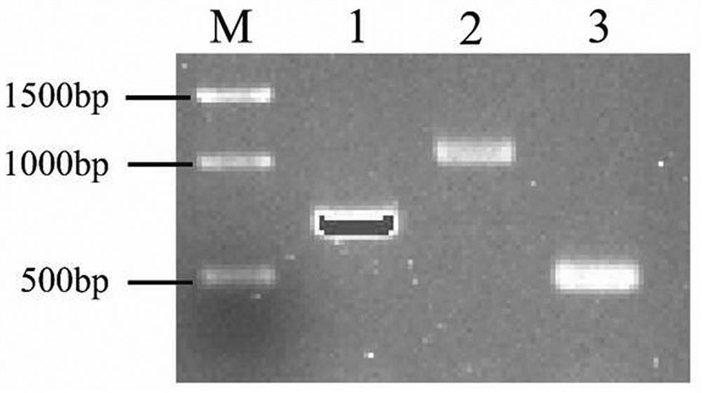 Avian pathogenic Escherichia coli triple PCR (polymerase chain reaction) identification kit and identification method