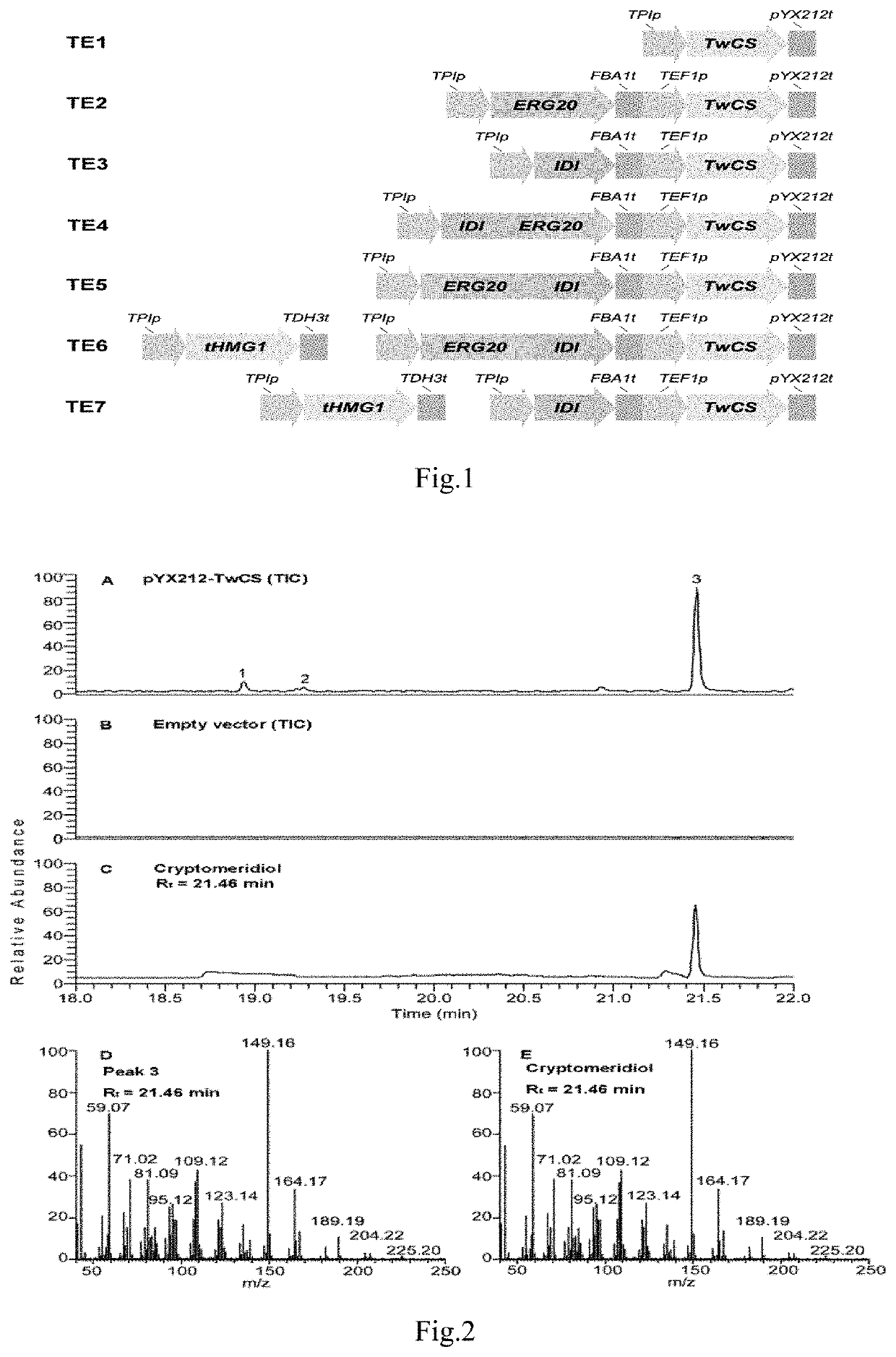 Tripterygium wilfordii cryptomeridiol synthase, coding gene thereof and recombinant yeast containing coding gene