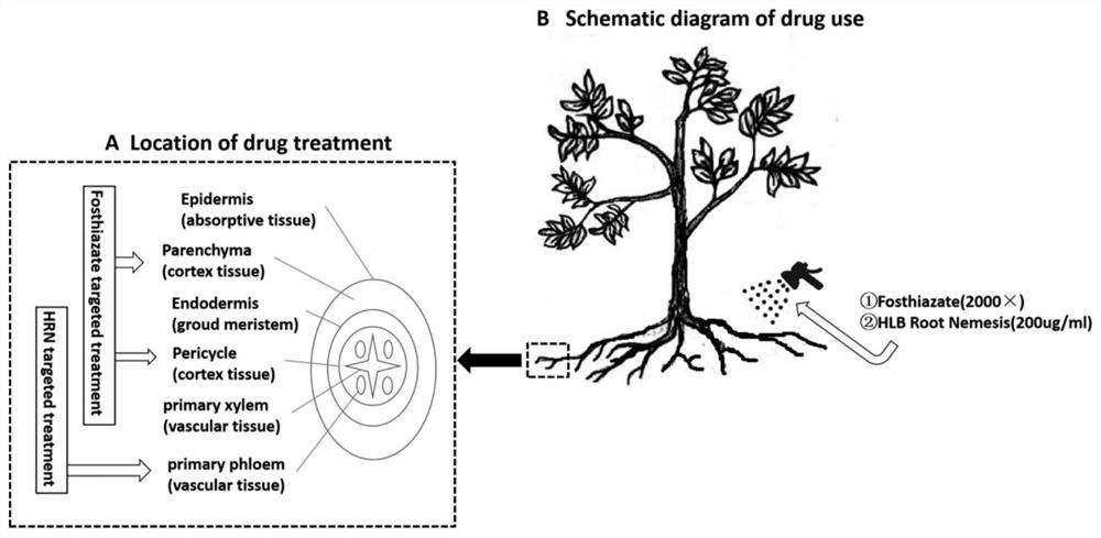 Medicine and method for preventing and treating citrus liberobacter asiaticum