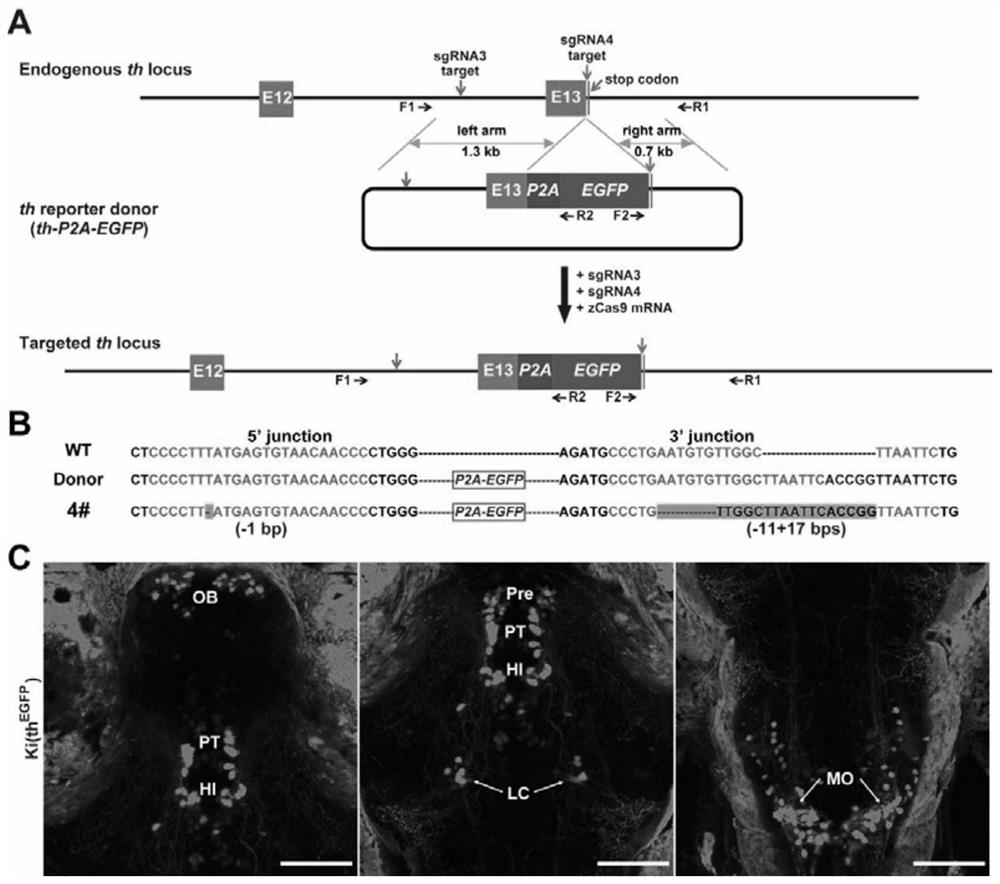 Method for replacing endogenous gene segment in non-homologous end connection manner