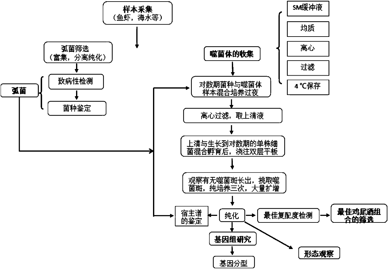 Vibrio parahaemolyticus phage and bactericidal composition containing the same