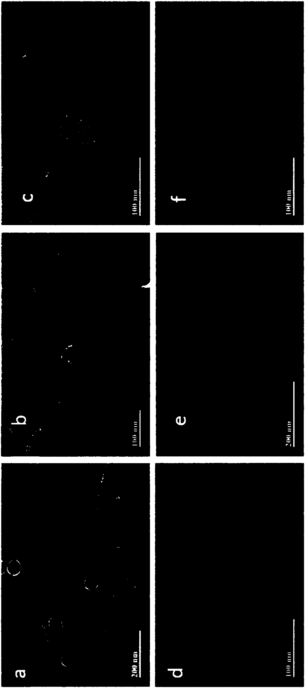 Vibrio parahaemolyticus phage and bactericidal composition containing the same