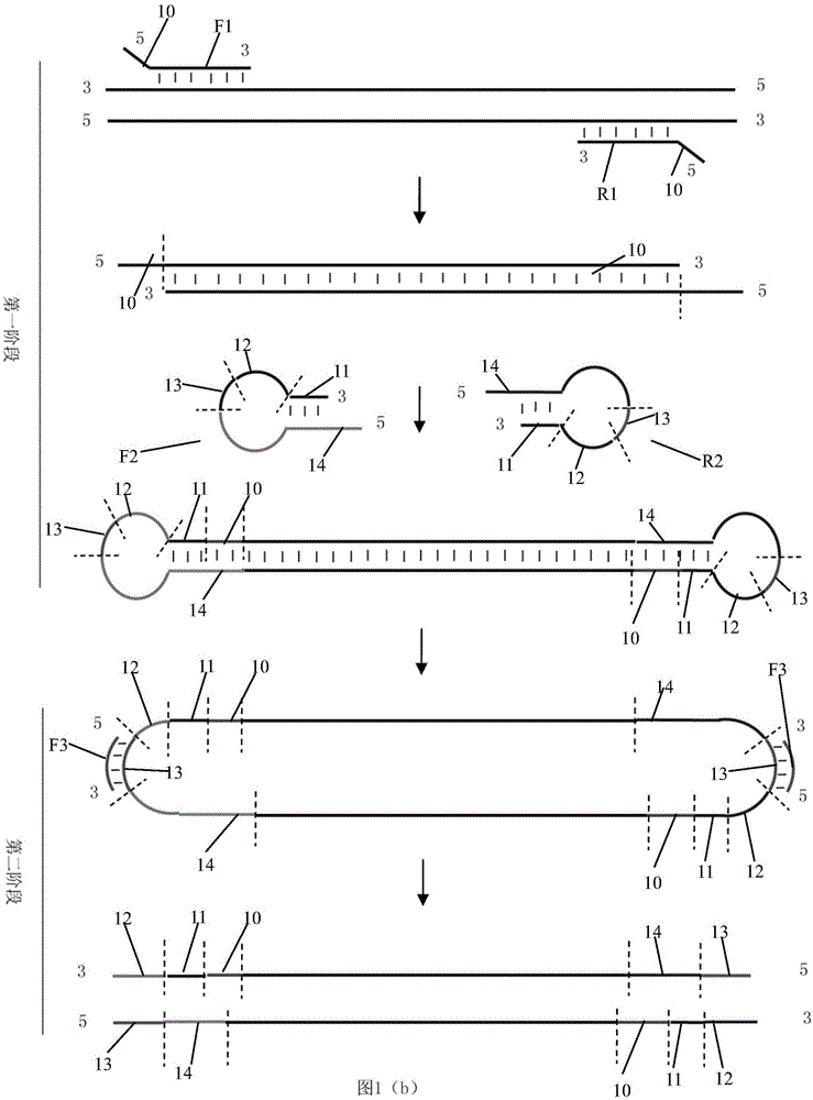 Construction method of single-tube and high-flux sequencing library