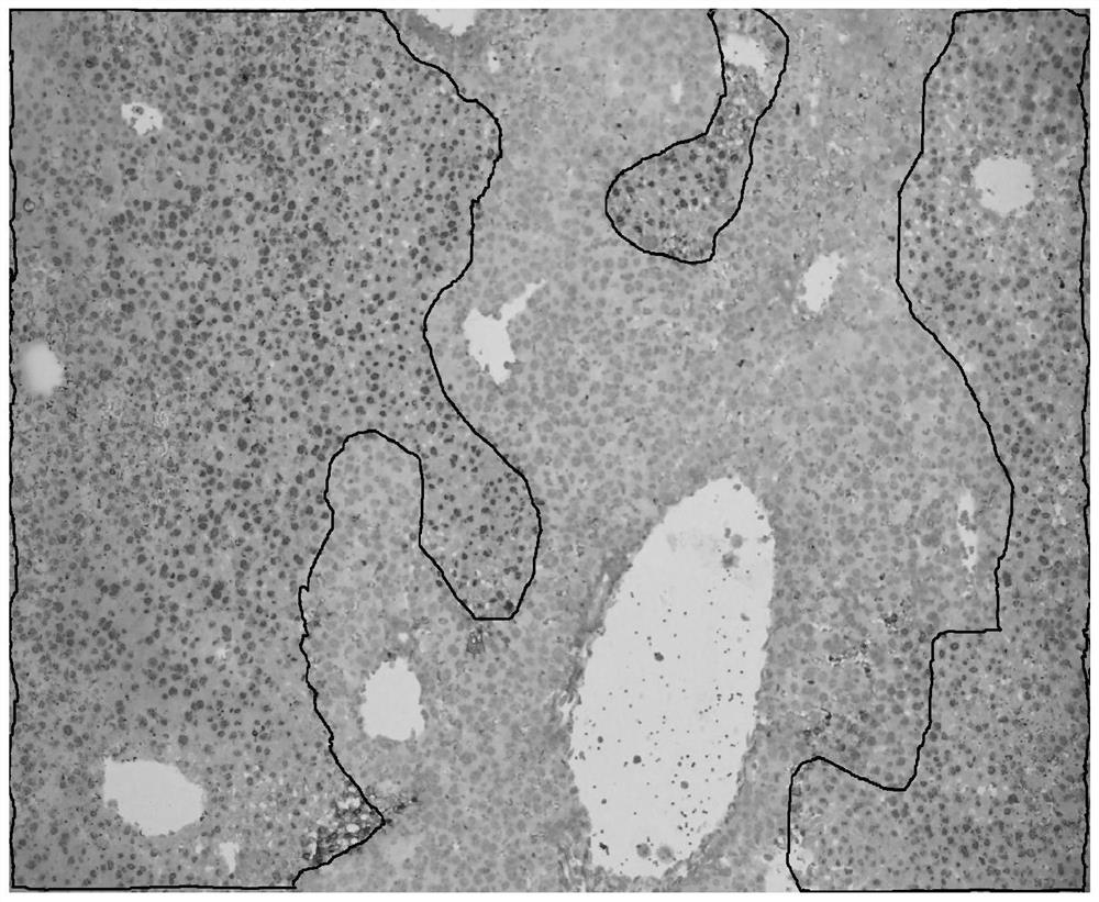 A method for staining apoptotic cells