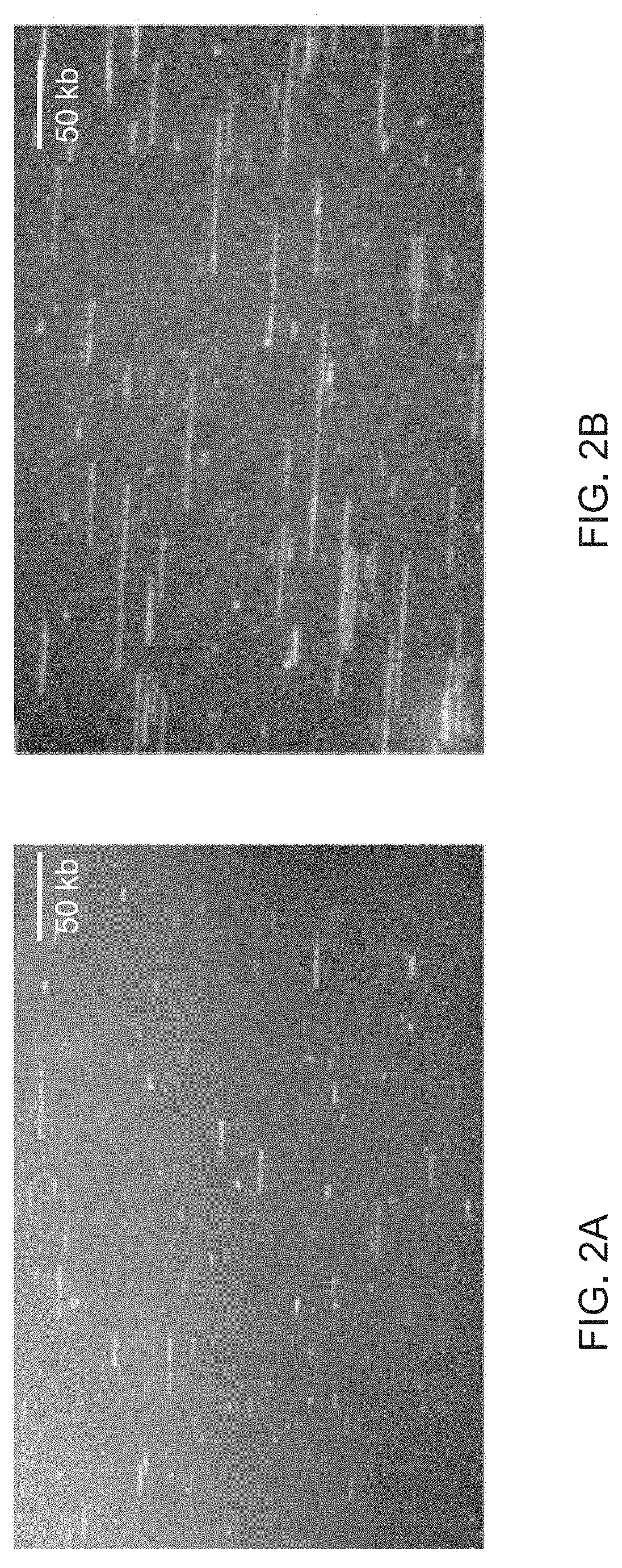 Diagnosis of viral infections by detection of genomic and infectious viral DNA by molecular combing