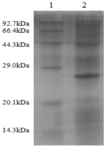 A kind of mlh fusion antimicrobial peptide and its preparation method and application