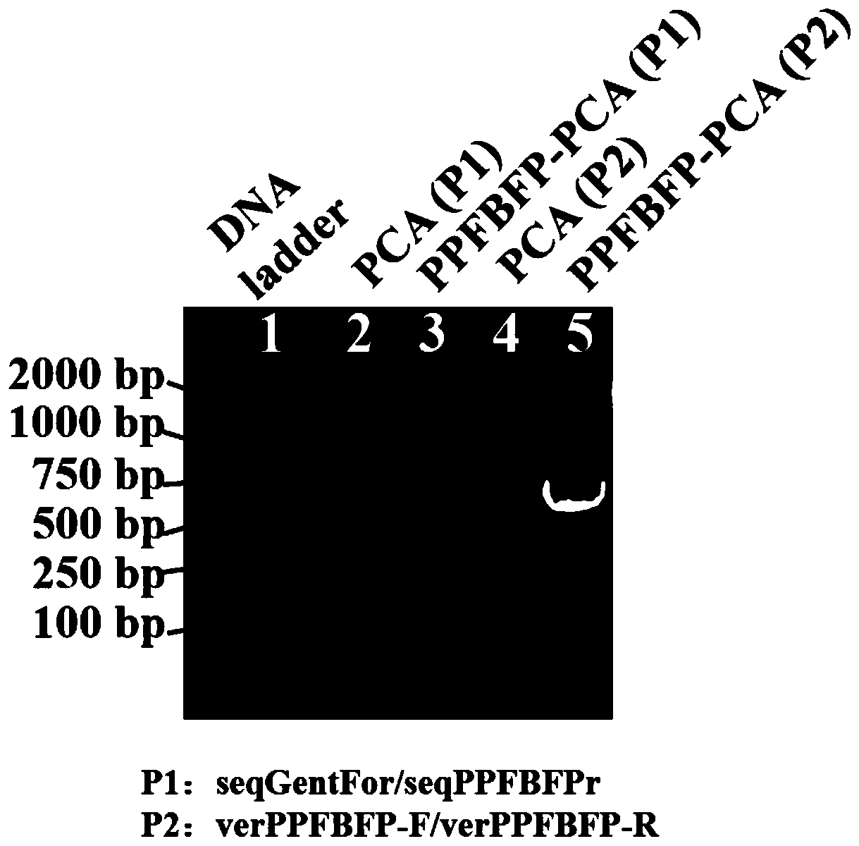 Method for in-situ fluorescent labeling of geobacillus