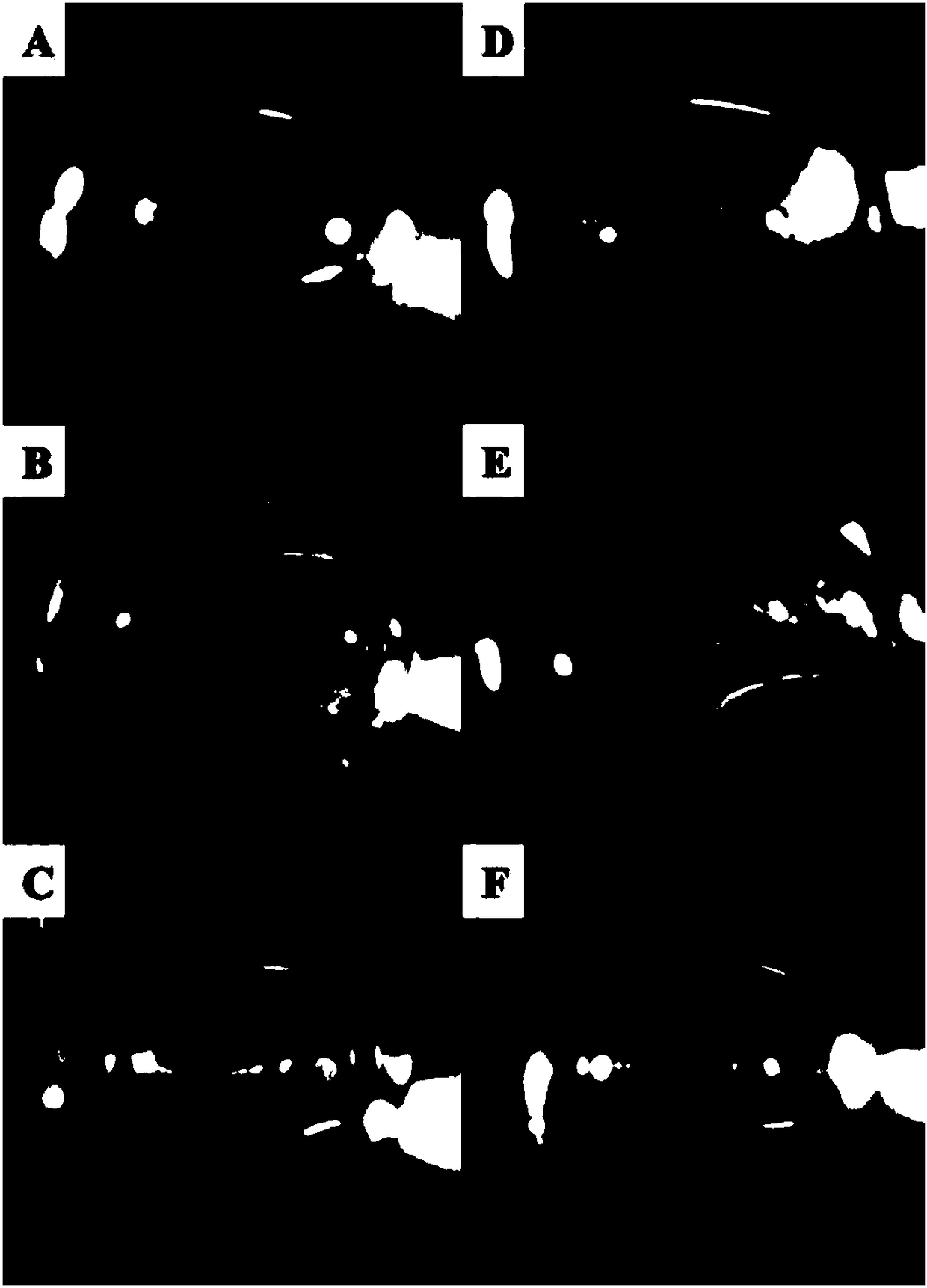 Cordyceps sobolifera active substance and use thereof for preventing, delaying or treating cataract