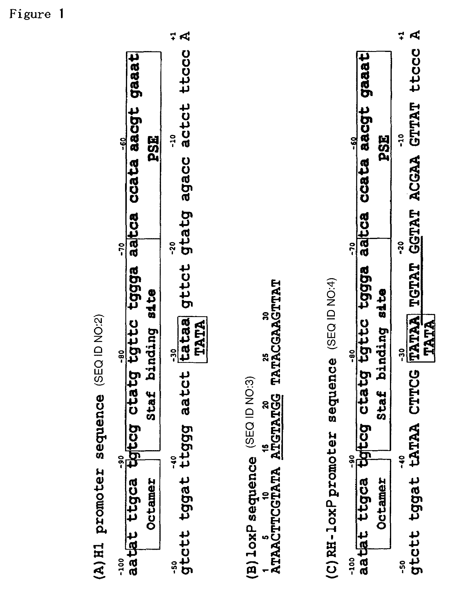 RNA polymerase III promoter, process for producing the same and method of using the same