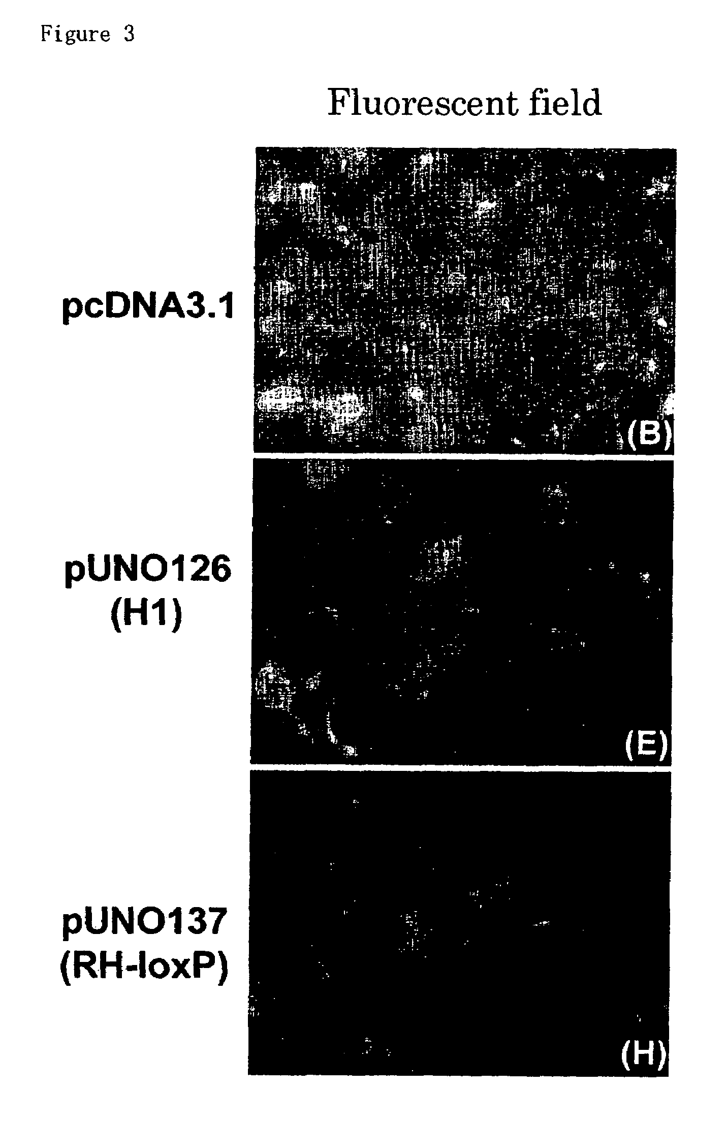 RNA polymerase III promoter, process for producing the same and method of using the same