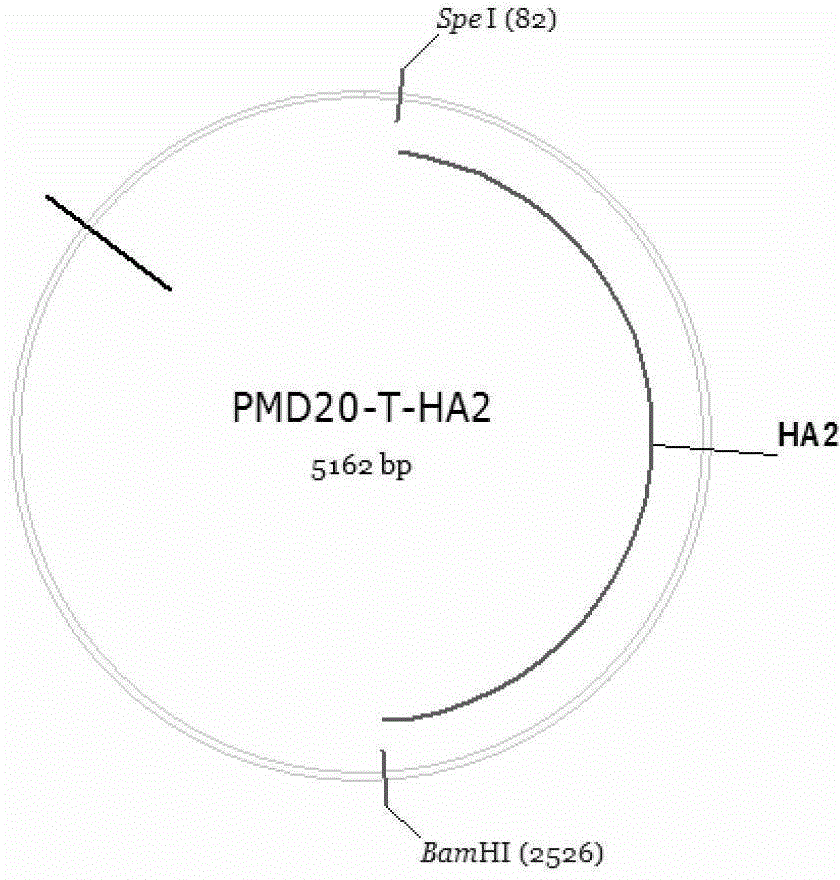 RNA interference vector based on site-specific recombination, and construction method and application of the same