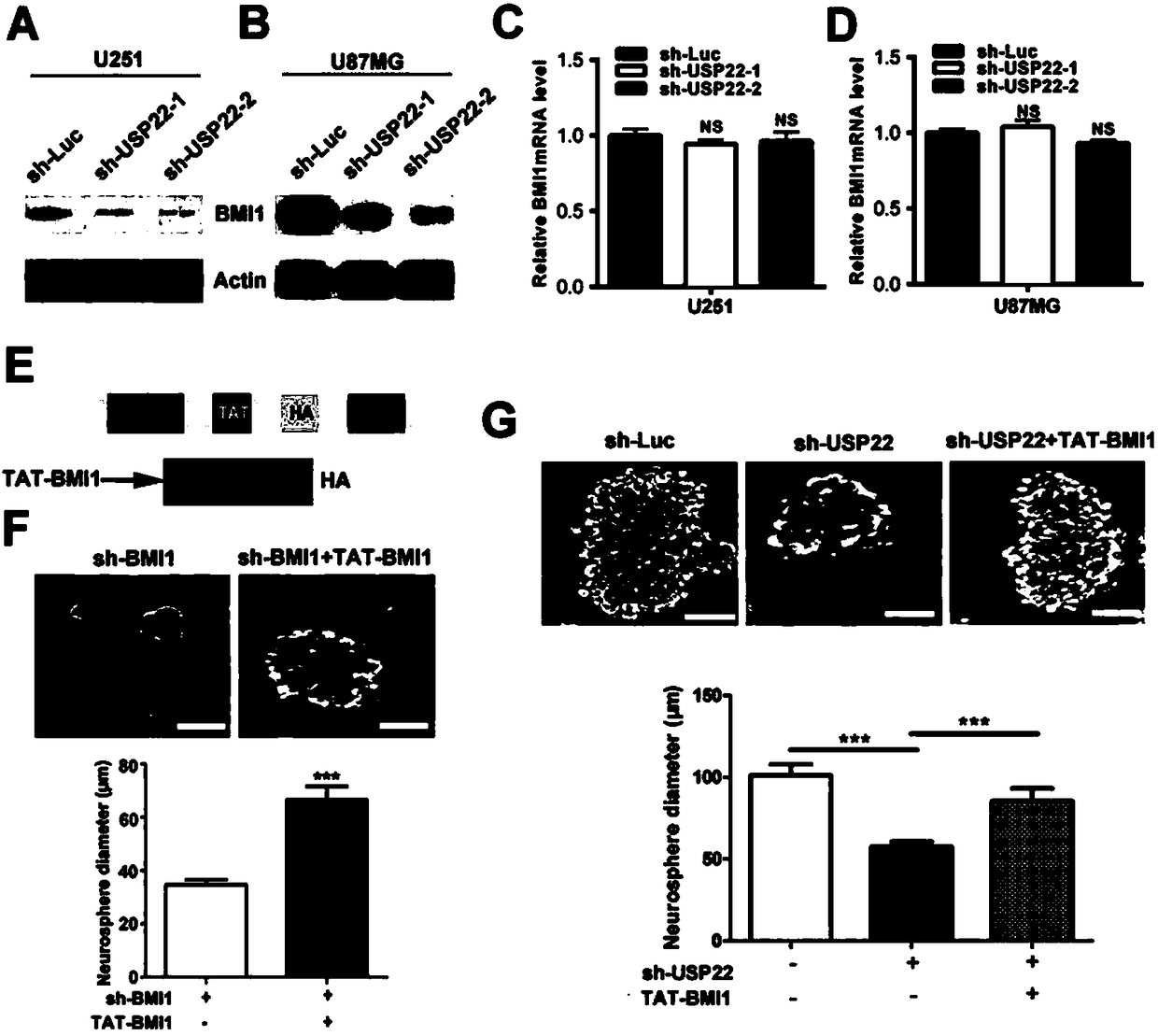 Deubiquitinating enzyme for stabilizing BMI1 in glioma