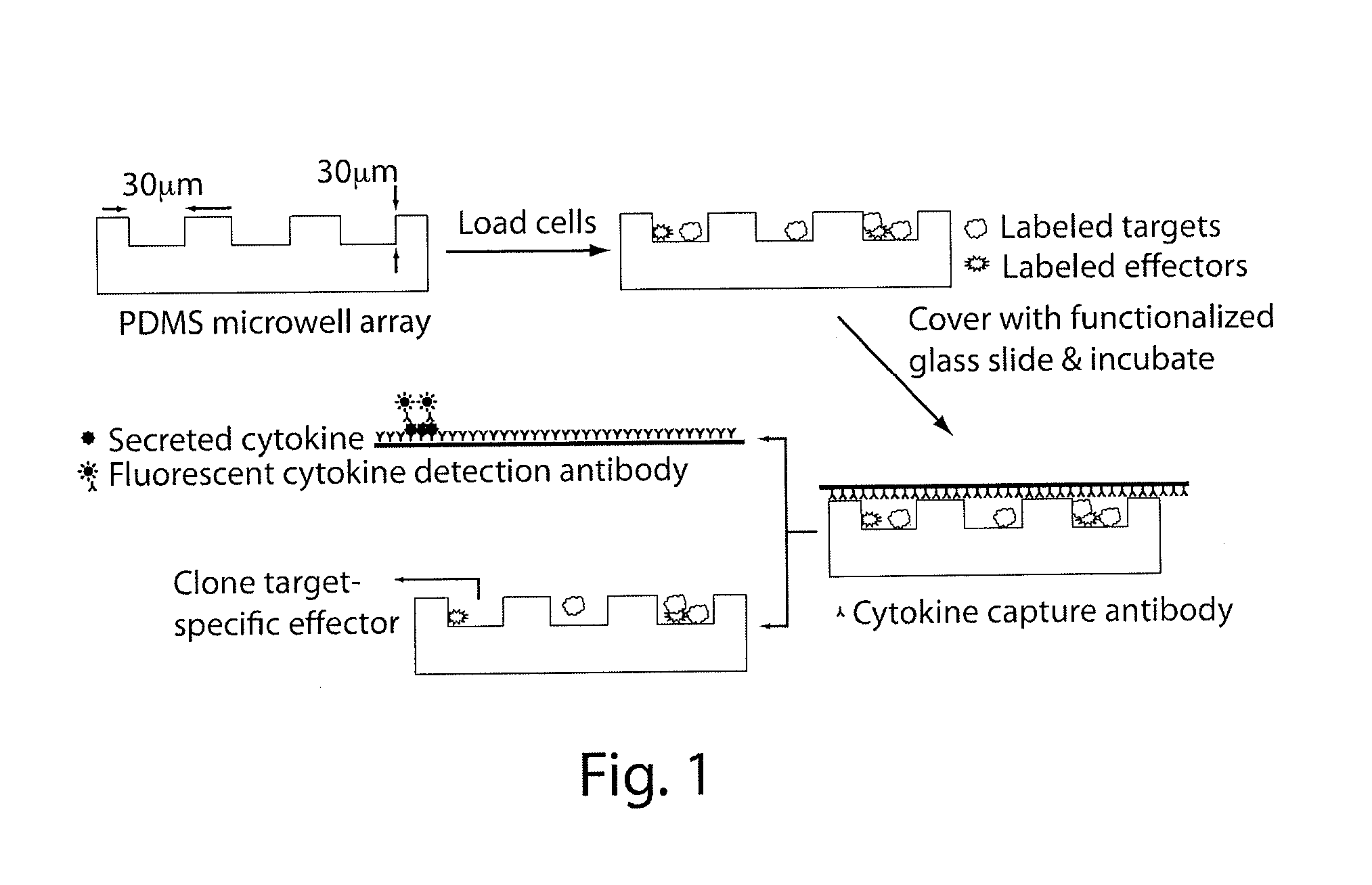 Compositions And Methods For Assessing Cytotoxicity Of Single Cells