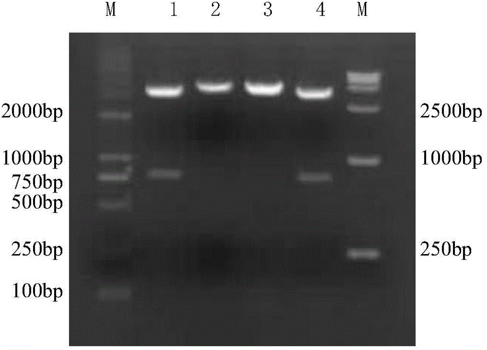 Pseudorabies virus gene-deleted attenuated strain as well as preparation method and application thereof