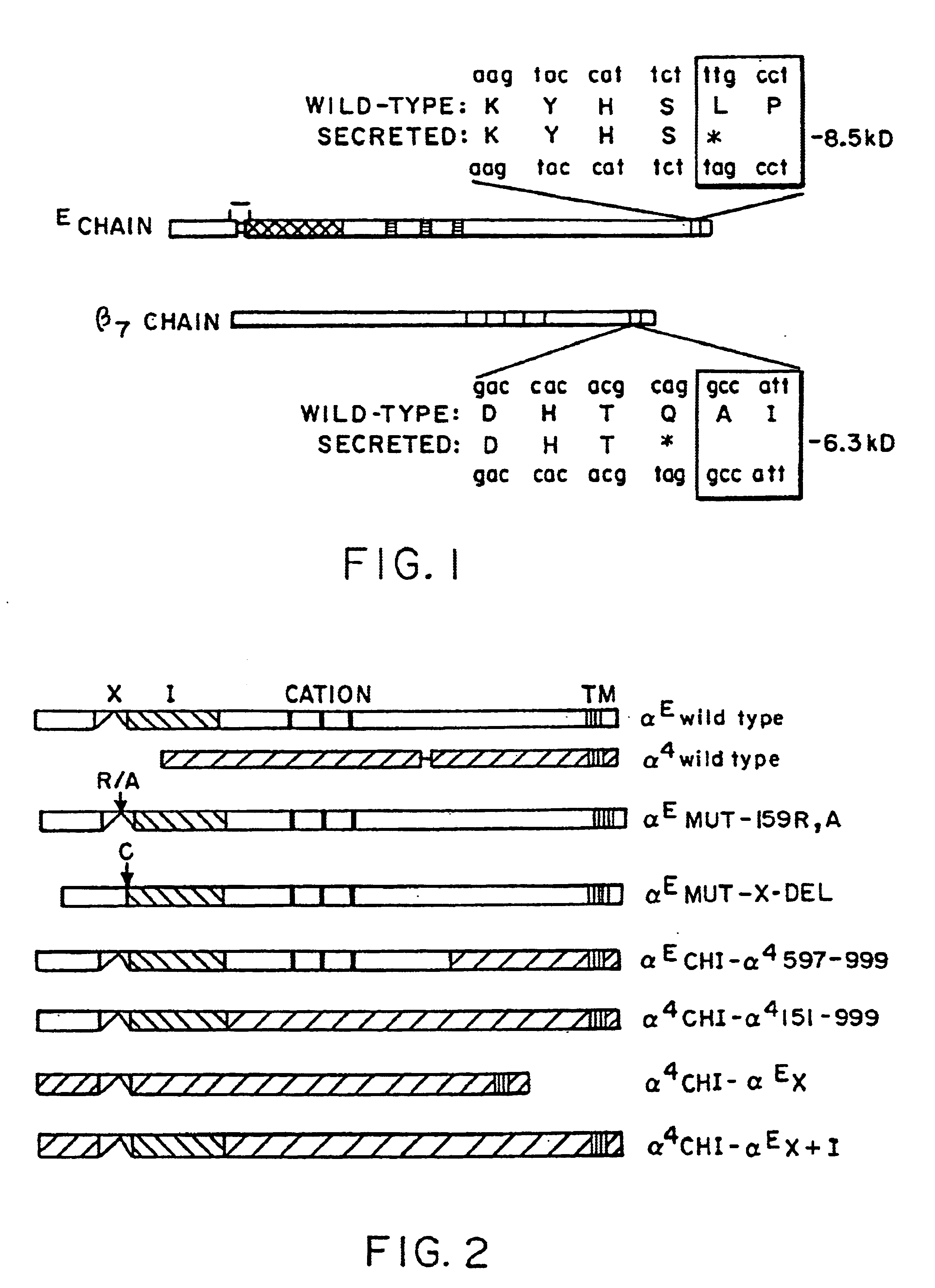 Methods and compositions for modulating heterotypic E-cadherin interactions with T lymphocytes