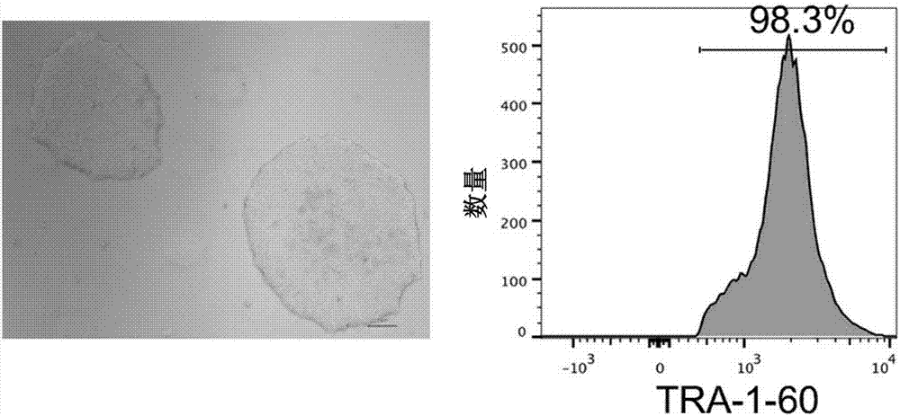 Method for implementing strong vivo transplantation of human induced pluripotent stem cell-derived hemopoietic stem progenitor cells