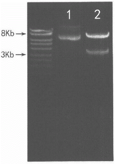 Recombinant bacillus subtilis expressing C30 carotenoid