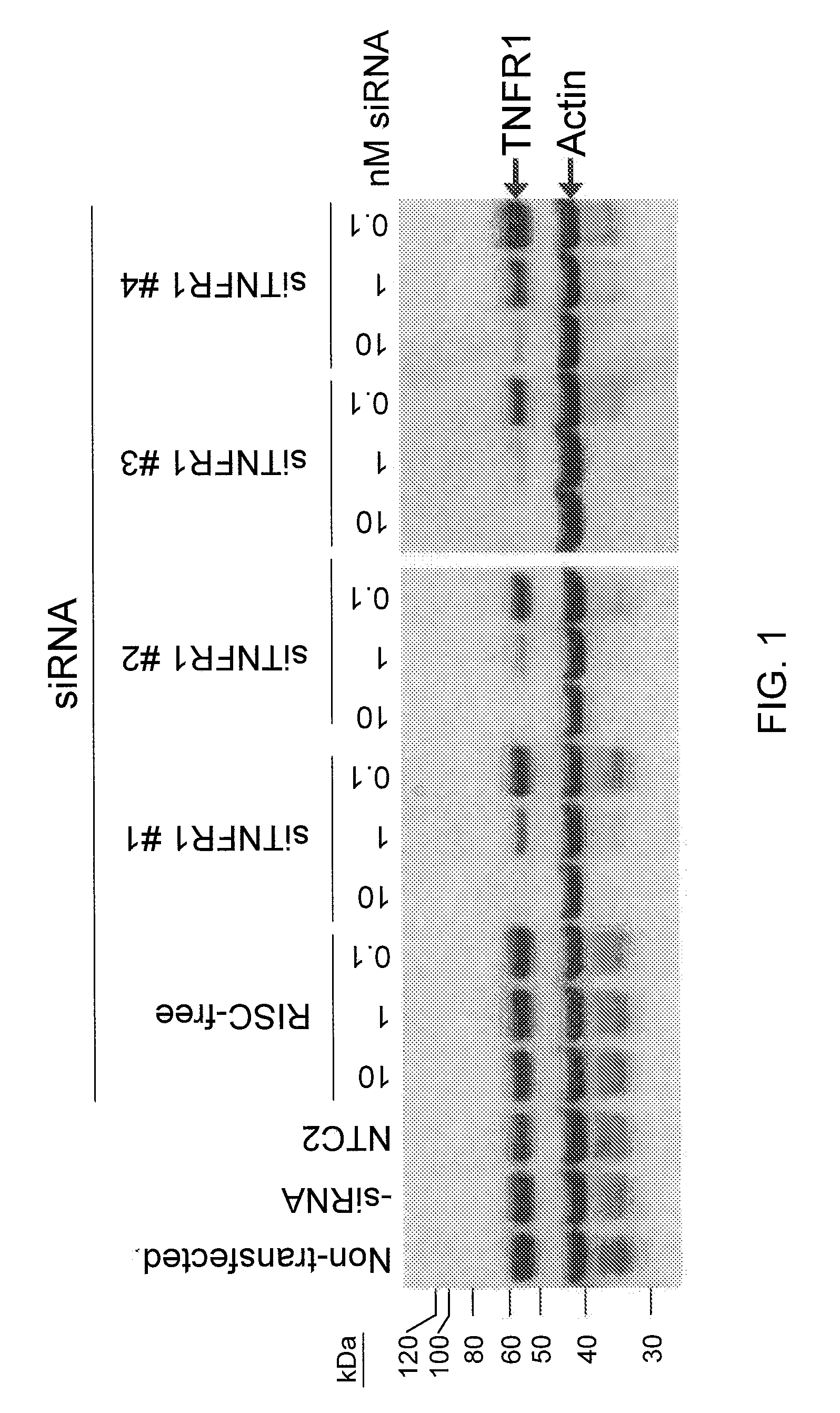 RNAi-RELATED INHIBITION OF TNFa SIGNALING PATHWAY FOR TREATMENT OF GLAUCOMA