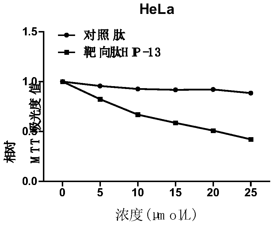 A kind of polypeptide hip-13 that can antagonize the rna binding activity of hur protein and its application