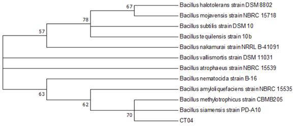 Bacillus siamensis for preventing and treating juglans regia fruit dropping disease and application thereof
