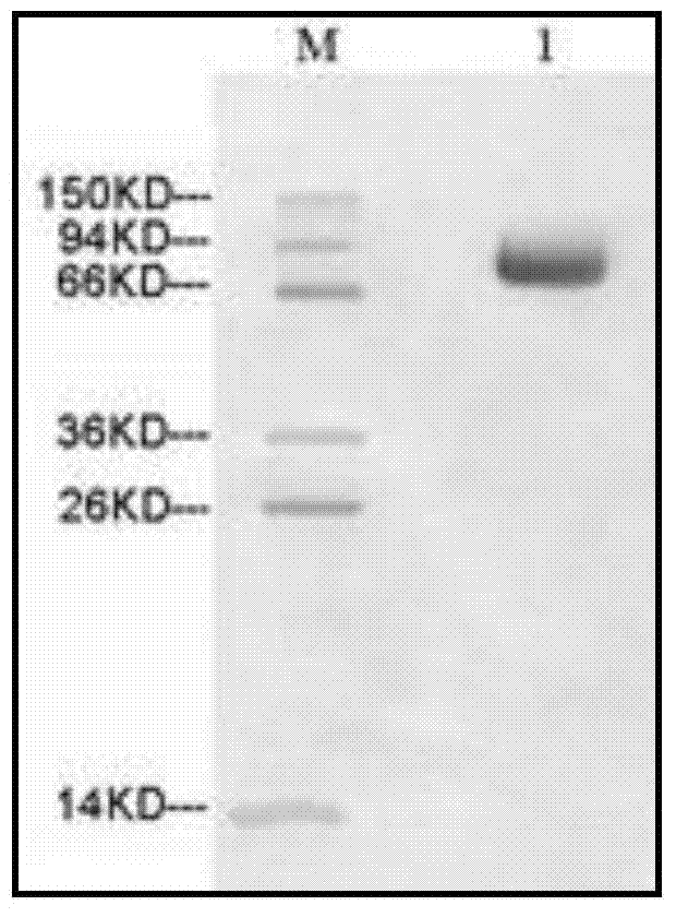 AFP recombinant protein, and in vitro high-efficiency recombination expression method