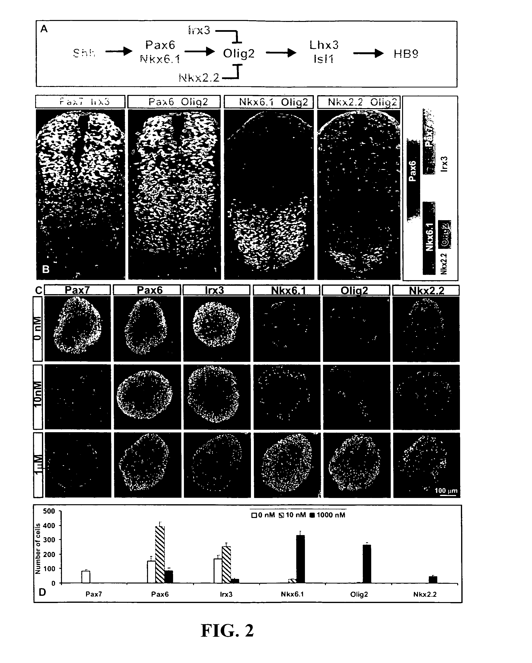 Systems and methods for screening for modulators of neural differentiation