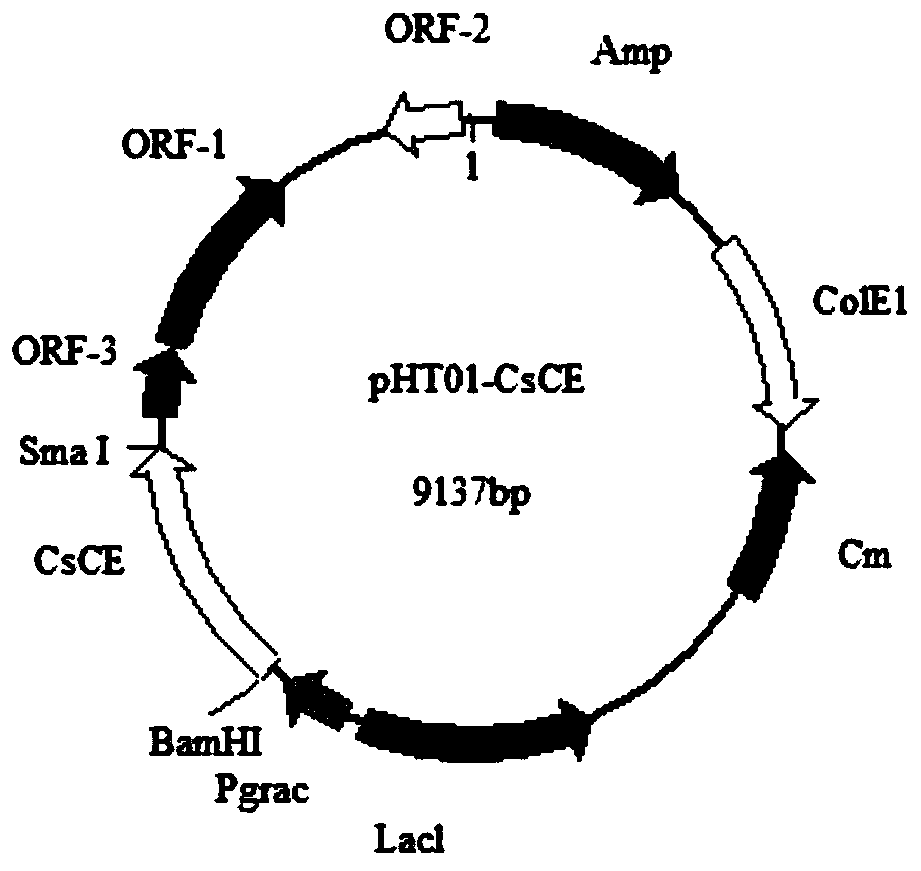 A kind of bacillus subtilis genetic engineering strain and its construction method and its application in the production of lactulose