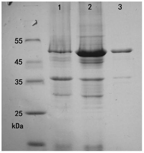 A kind of bacillus subtilis genetic engineering strain and its construction method and its application in the production of lactulose