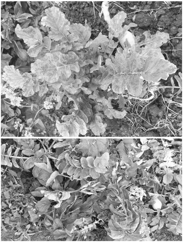 Infective cloning vector of rape mosaic virus as well as construction method and application of infectious cloning vector