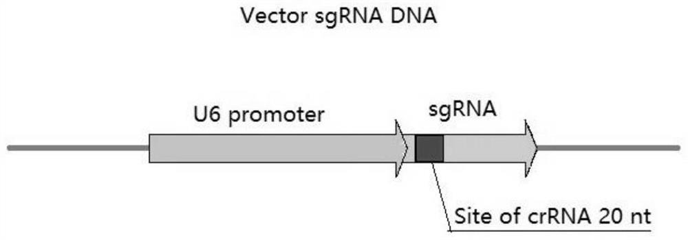 Gene editing method for plasmid vector group, dna group and foreign gene introduction
