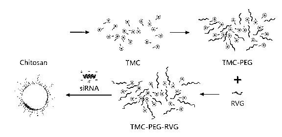 Trimethyl chitosan-graft-polyethylene glycol/nucleic acid brain-targeting micellar and preparation method thereof