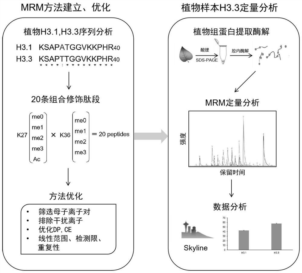Quantitative detection method of plant histone variant H3.3 based on MRM