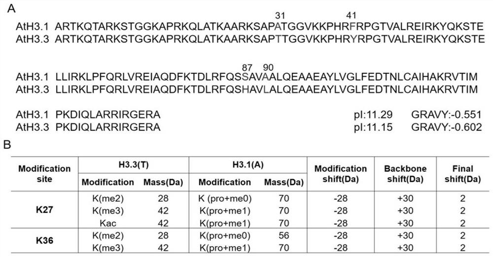 Quantitative detection method of plant histone variant H3.3 based on MRM