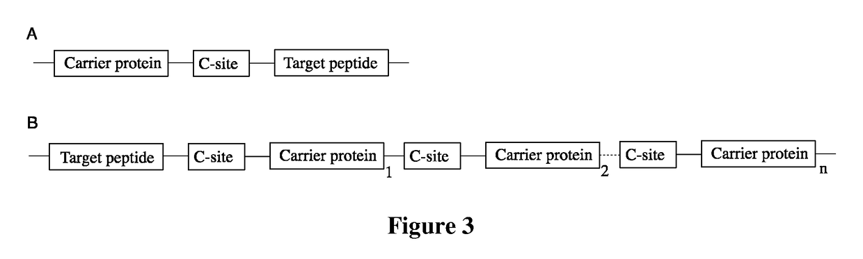 Fusion proteins of superfolder green fluorescent protein and use thereof