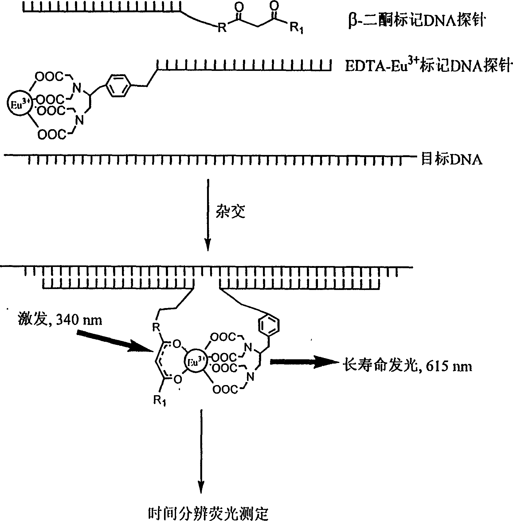 High-sensitivity homogeneous DNA hibridization fluorescence detection method