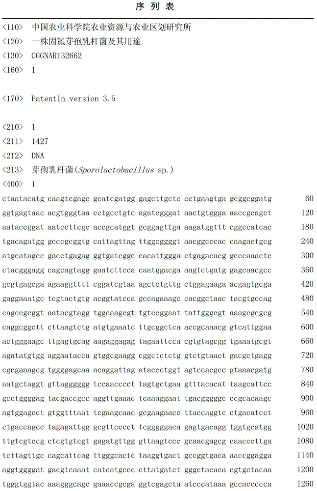 A nitrogen-fixing lactobacillus and its use