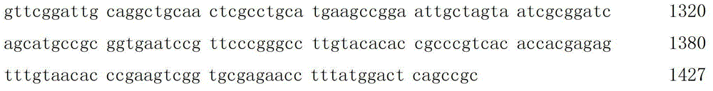 A nitrogen-fixing lactobacillus and its use