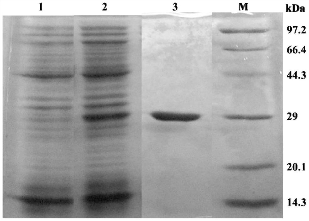 A novel ferulic acid esterase and its coding gene and application