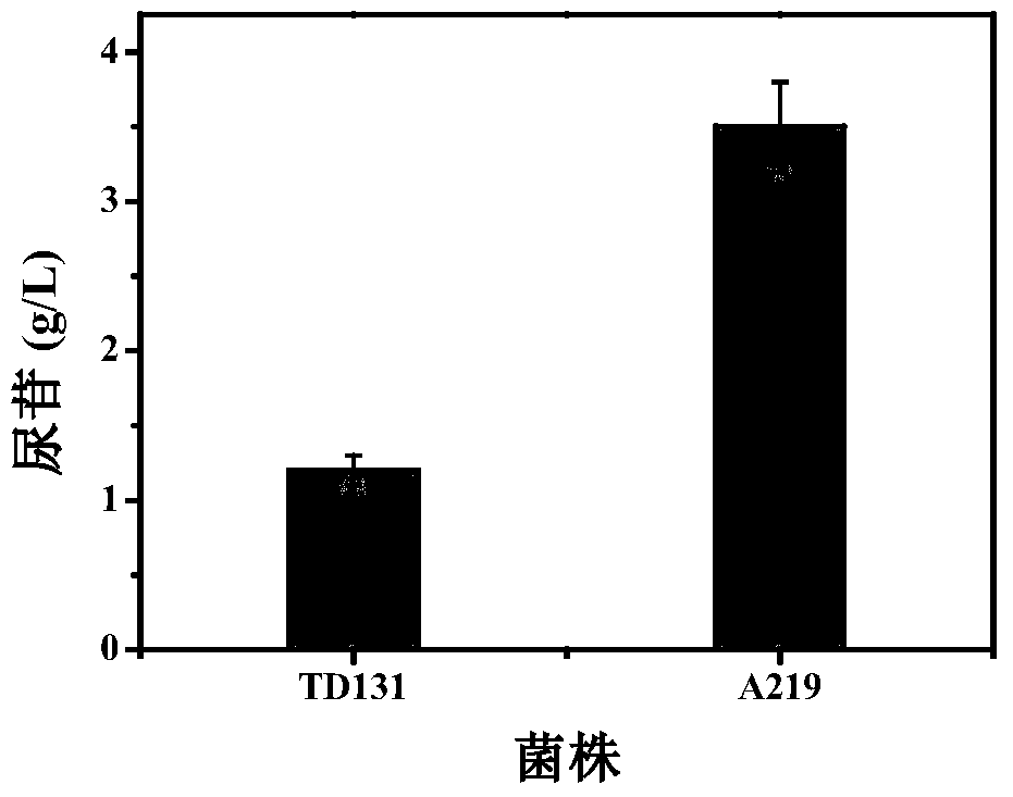 A high-yielding pyrimidine nucleoside strain and its carbamoyl phosphate synthase regulatory site