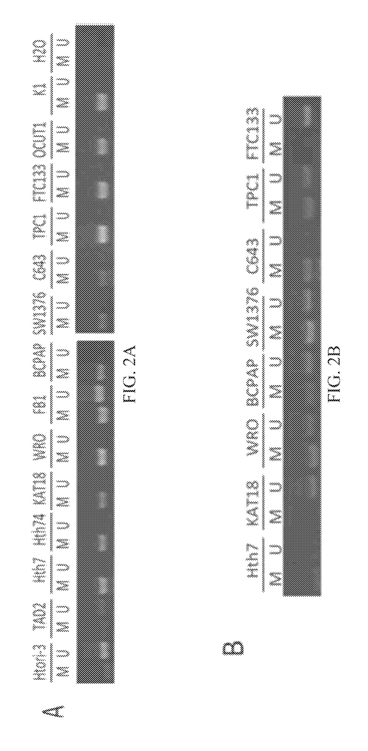 RASAL1 is a major tumor suppressor gene in thyroid cancer